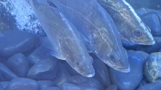 Asian Seabass or Barramundi Swimming Above Smooth Dark Pebbles in an Aquarium Tank