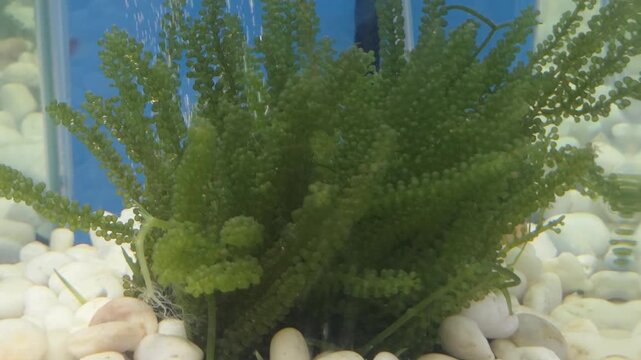 Green Sea Grapes Algae (Caulerpa Lentillifera) in an Aquarium Tank with White Pebbles