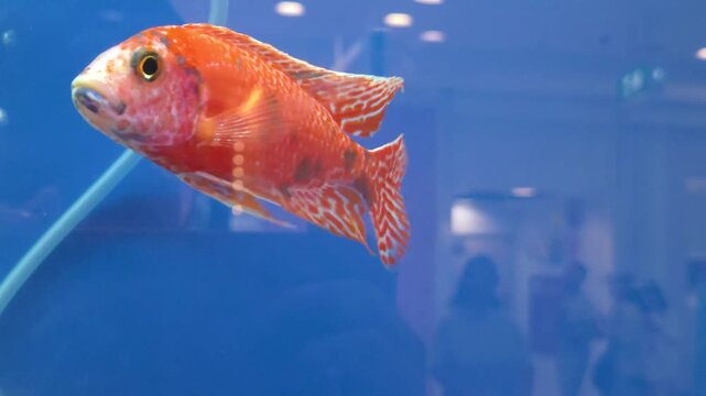 Firefish Peacock Cichlid Swimming in a Blue Aquarium Tank
