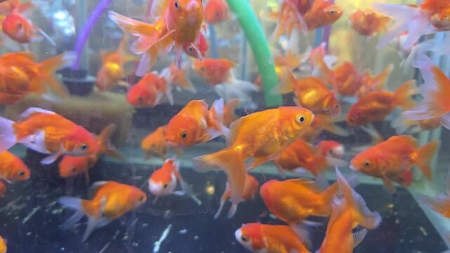 Group of Vibrant Fantail Goldfish Swimming in an Aquarium Tank