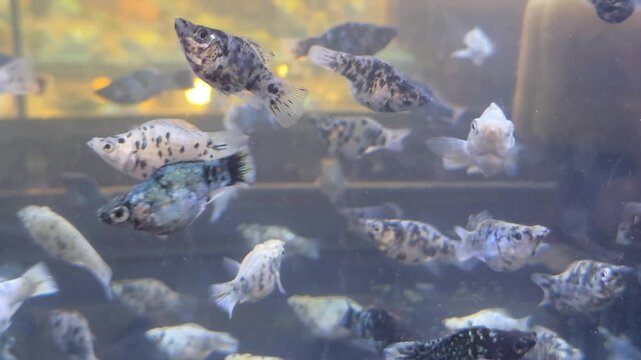 Group of Dalmatian Molly Fish Swimming in an Aquarium