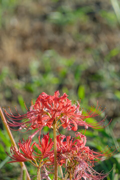 Clusters of vibrant red spider lily flowers, close-up of beautiful lycoris radiata in autumn, natural scenery with copy space