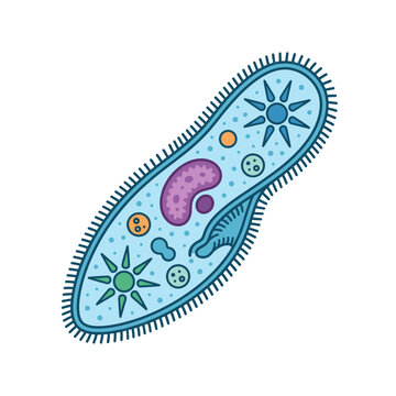 Colorful illustration of a single celled paramecium organism.