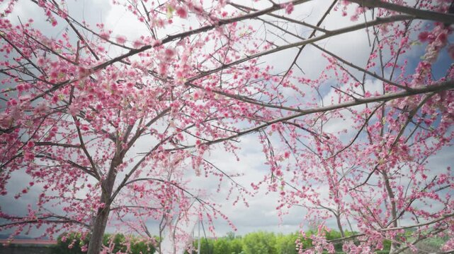 An image of cherry blossom trees in full bloom on a clear day; the pink of the flowers contrasts beautifully with the blue sky.