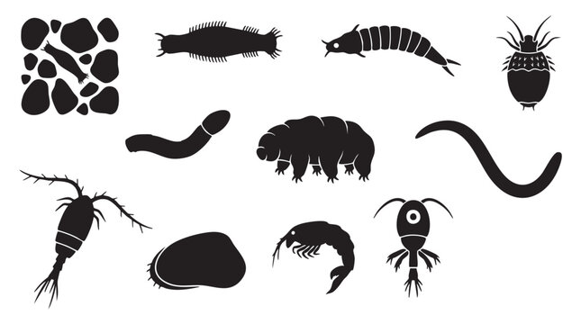 Various microscopic organisms and small creatures found in water or soil, detailed illustrations.