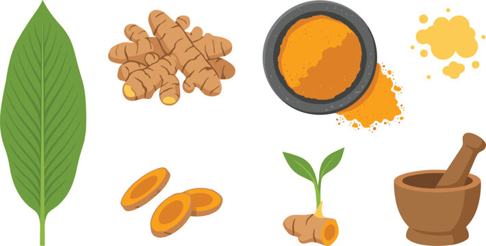 Turmeric root and powder spice vector illustration element set featuring whole rhizomes fresh slices green leaf sprout mortar and pestle bowl.