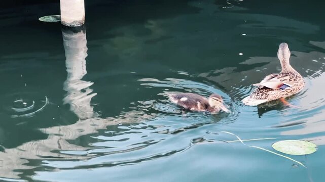 Close-up: A mother duck swims across the lake with a duckling. The duckling dives and catches food