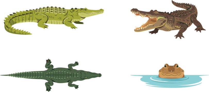 Crocodile and alligator vector illustration set featuring predators in different poses including crawling open mouth roaring top view down and head peeking above water ripples