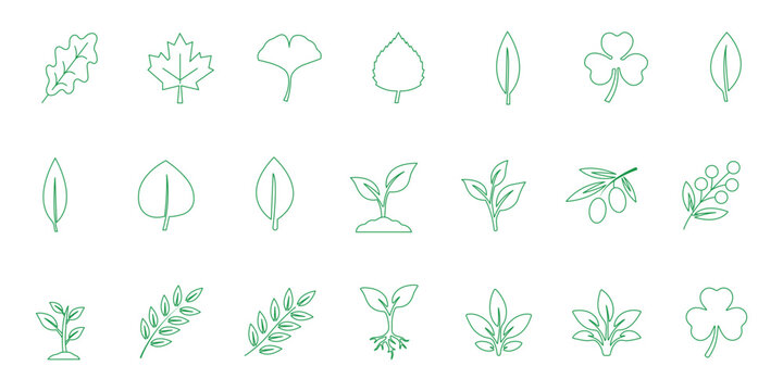 Leaf sprout icon vector set, green leaves plant eco logo symbol simple graphic illustration set, vegan fresh herb pictogram shape sign, organic natural healthy logotype. Leaf sprout icon set