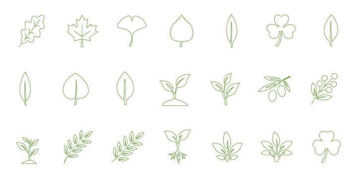 Leaf sprout icon vector set, green leaves plant eco logo symbol simple graphic illustration set, vegan fresh herb pictogram shape sign, organic natural healthy logotype. Leaf sprout icon set