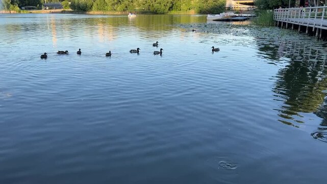 A mother duck swims with her ducklings across a calm lake. The water's surface is like a mirror