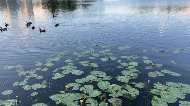 A mother duck is swimming with her ducklings on a calm lake. Water lilies are in the foreground
