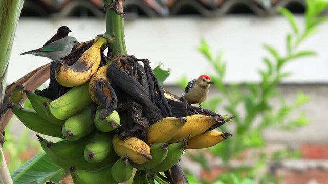 multiple Colombian bird species feeding on a ripe banana bunch in a tropical habitat. The sequence includes tanagers, Red-crowned Woodpecker, honeycreepers, orioles, and other native birds interacting