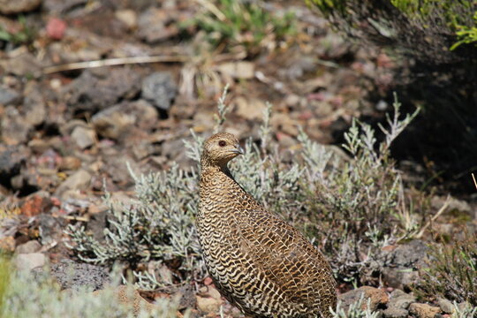 perdrix de madagascar