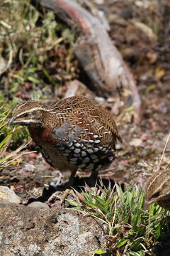 perdrix de madagascar