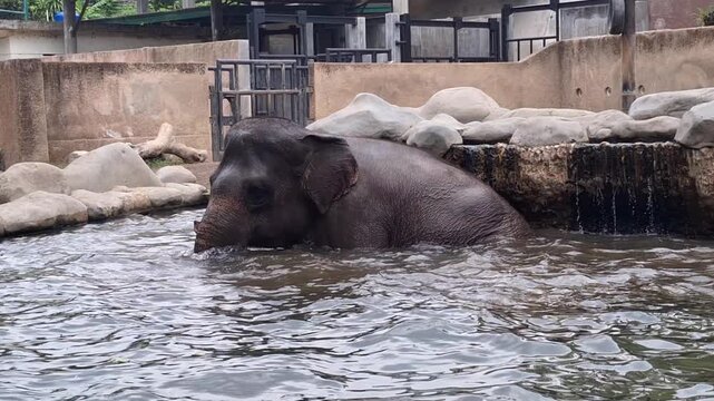 Sumatran Elephant Bathing and Cooling Down in the Water Pool of a Modern Zoo Habitat