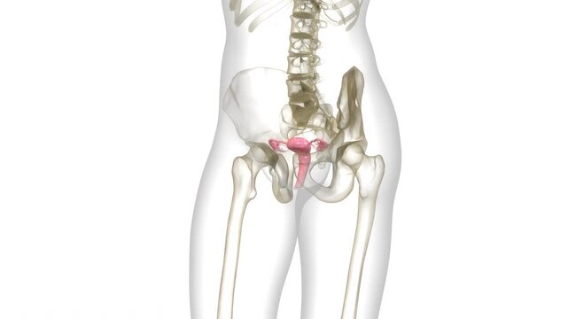 Female Reproductive System Anatomy Animation Concept