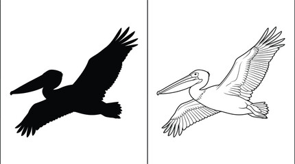 Fototapeta premium Pelican Bird Flying in Silhouette and Outline Form with Outstretched Wings and a Long Beak