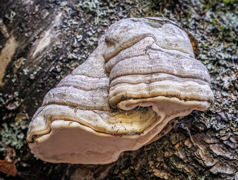 Hoof fungus, Fomes fomentarius, a woody perennial mushroom growing on a tree in Boreal forest is Saskatchewan, Canada.