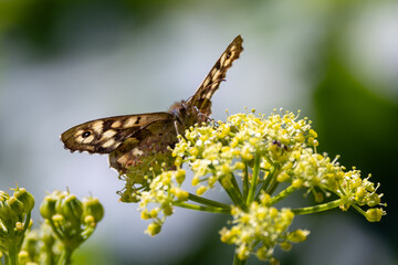 Speckled Wood butterfly on yellow flowers © fluffandshutter