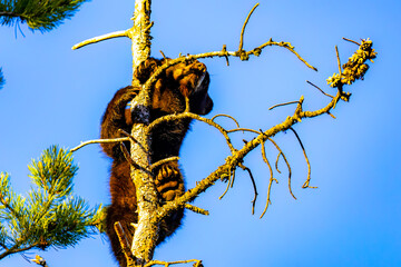 Cute Bear Cub Climbs Tree at Sunset © PhotoSpirit