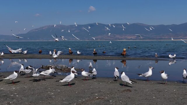 A beautiful scenic view of a flock of seagulls and ruddy shelducks gathered on a sandy beach shore under a bright blue sky.