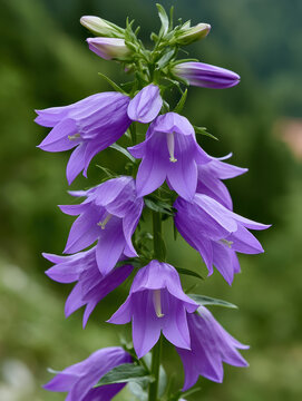 Purple bell flower green stem natural background delicate petal summer bloom outdoor vibrant color closeup wildflower nature Purple bell flower