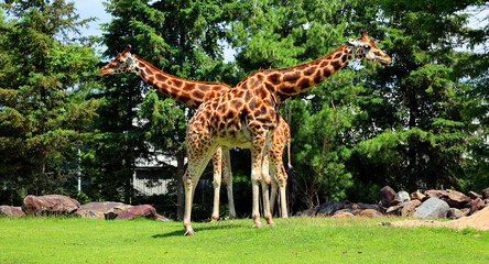 The giraffe (Giraffa camelopardalis) is an African even-toed ungulate mammal, the tallest of all extant land-living animal species, and the largest ruminant. © Daniel Meunier