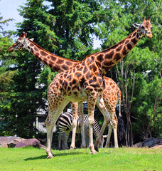 The giraffe (Giraffa camelopardalis) is an African even-toed ungulate mammal, the tallest of all extant land-living animal species, and the largest ruminant. © Daniel Meunier
