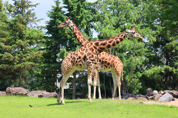 The giraffe (Giraffa camelopardalis) is an African even-toed ungulate mammal, the tallest of all extant land-living animal species, and the largest ruminant. © Daniel Meunier