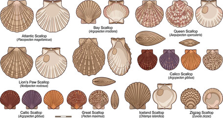 Scallop Seashell Species Identification Collection with Detailed Scientific Illustrations of Calico Bay Queen and Lion's Paw Shells for Educational Vectors © Md