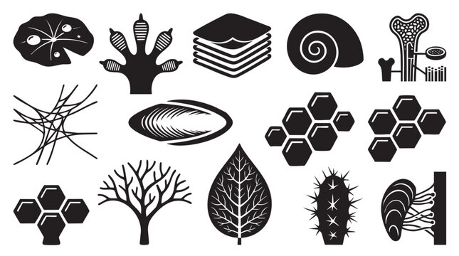 Natural structures and bio inspired textures collection.