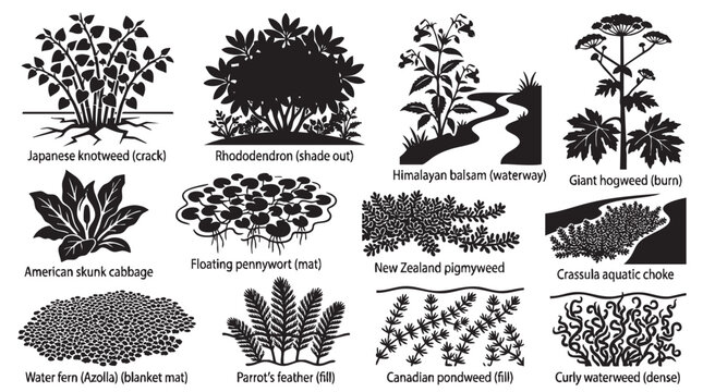 Invasive aquatic plants and river weed species black silhouette vector set.