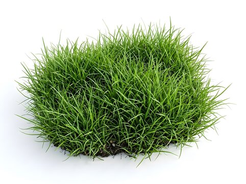 Lush green grass patch isolated on white background with landscape, environment