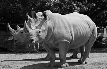The white rhinoceros or square-lipped rhinoceros is the largest extant species of rhinoceros.  It has a wide mouth used for grazing and is the most social of all rhino species. © Daniel Meunier