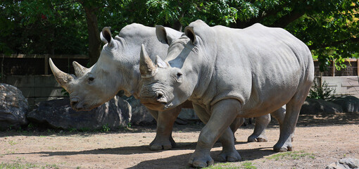 The white rhinoceros or square-lipped rhinoceros is the largest extant species of rhinoceros.  It has a wide mouth used for grazing and is the most social of all rhino species. © Daniel Meunier