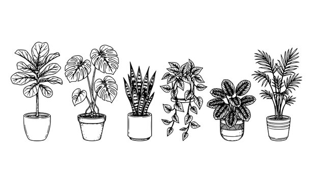 Minimalist potted houseplants line art vector collection with monstera fiddle leaf fig and snake plant sketches