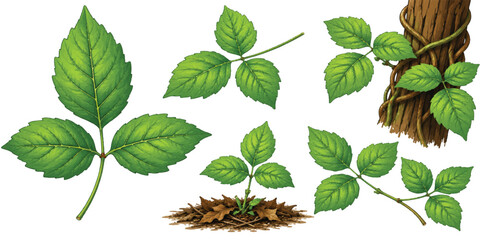 Oak Leaves and Acorns Botanical Illustration Collection © mahabubmorshed