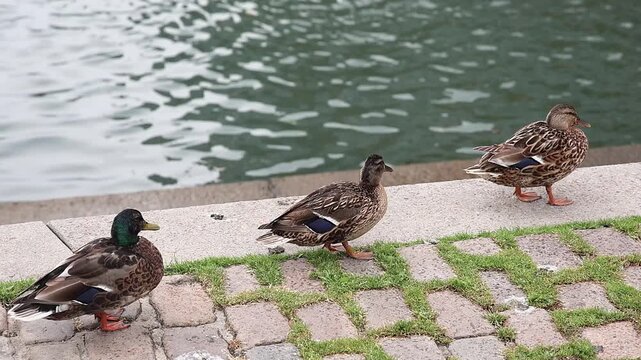 Three mallard ducks walking on a cobblestone path