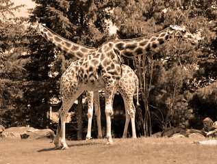 The giraffe (Giraffa camelopardalis) is an African even-toed ungulate mammal, the tallest of all extant land-living animal species, and the largest ruminant. © Daniel Meunier