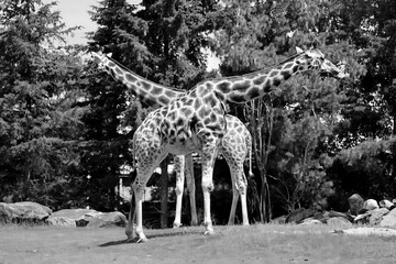 The giraffe (Giraffa camelopardalis) is an African even-toed ungulate mammal, the tallest of all extant land-living animal species, and the largest ruminant. © Daniel Meunier