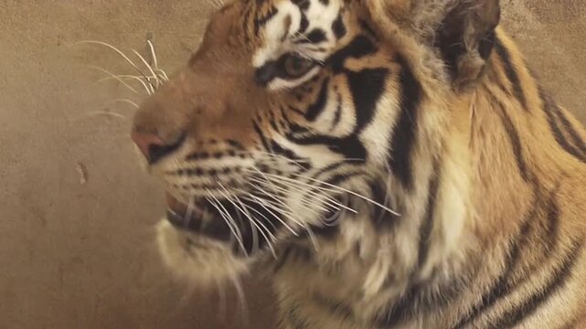 Close up roaring tiger showing sharp teeth and whiskers in natural wildlife setting