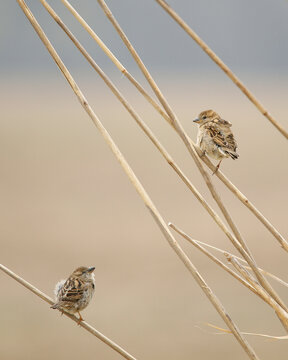 Two Sparrows