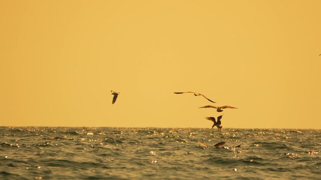 Seagulls ocean sunset flying low over the rippling water waves under a dramatic golden sky with copy space