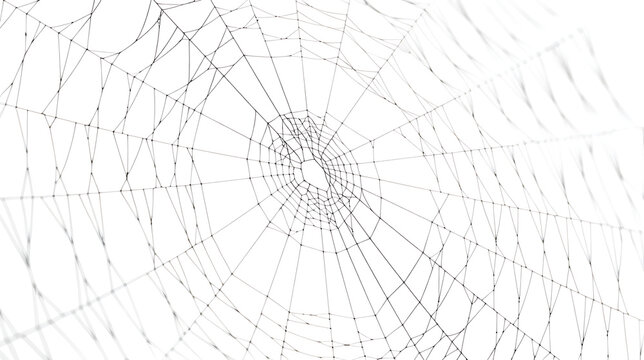 spider web texture isolated on white background