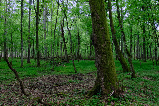 Bialowieza forest primeval woodland green canopy