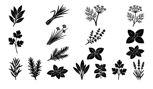 Fresh Culinary Herbs Black Silhouette Vector Set Featuring Rosemary, Basil, Parsley, Mint, Thymus, and Sage Sprigs for Cooking Blogs, Restaurant Menus, and Packaging Designs