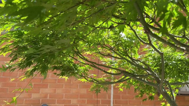 Lush green maple leaves swaying in the summer breeze against a red brick architectural background