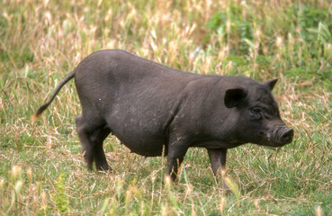 Cochon Gascon © JAG IMAGES
