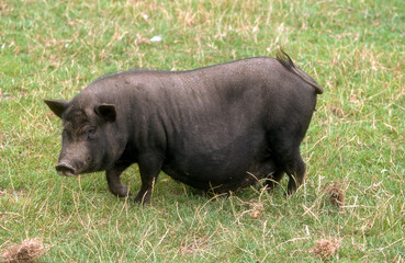 Cochon Gascon © JAG IMAGES